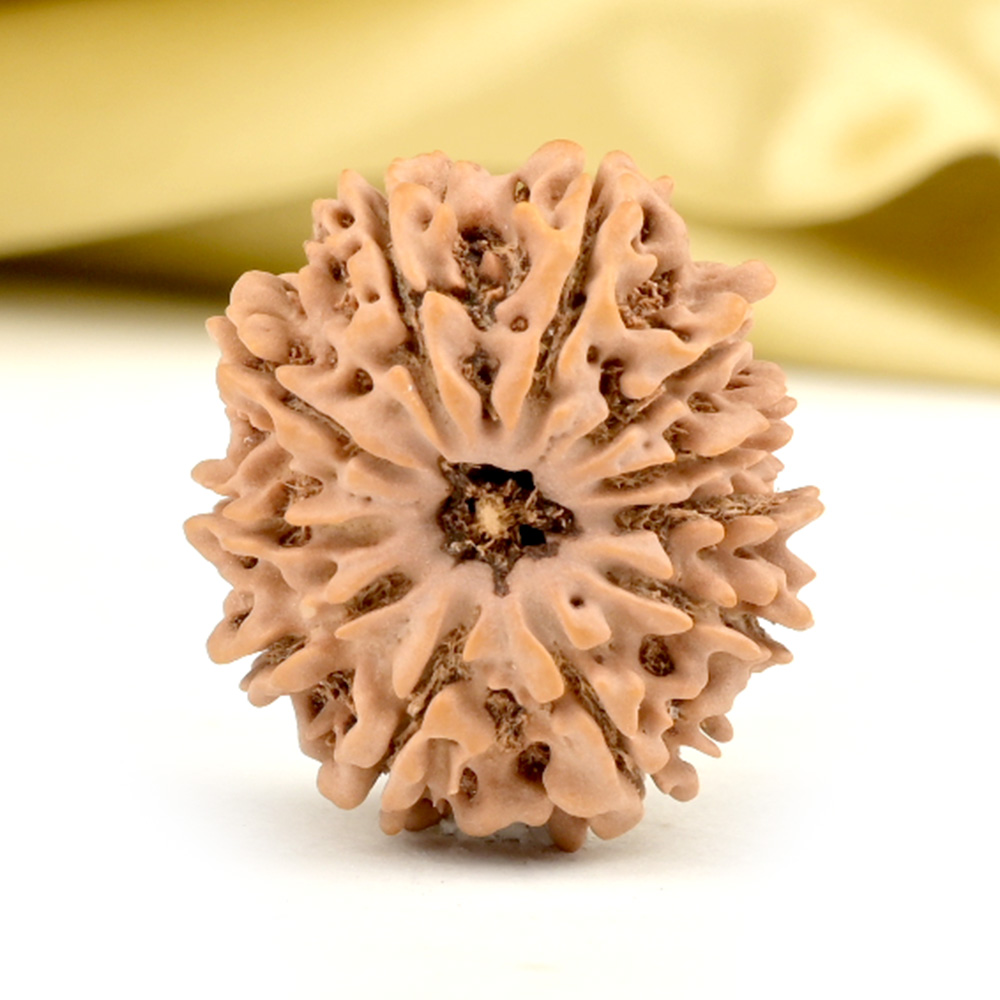 11 Mukhi from Nepal Small - CCCLXXII